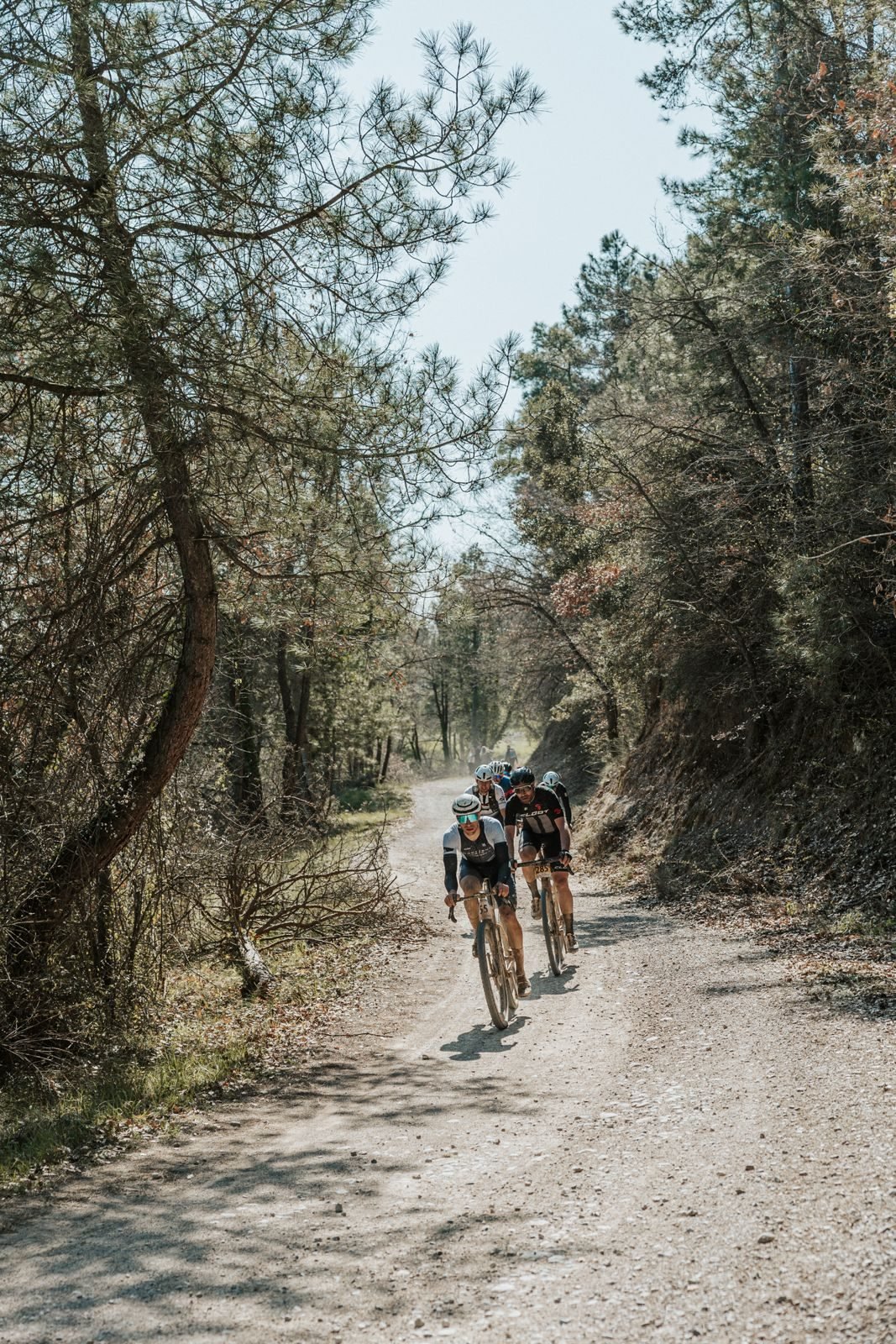Grup de ciclistes pujant per una pista entre pins
