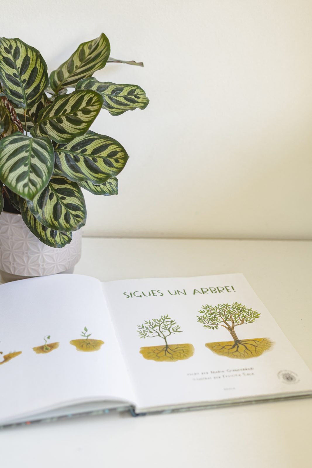 Un llibre obert al costat d'una planta